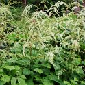 Astilbe thunbergii 'Professor Van Der Wielen'